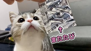 A cat tried Matatabi for the first time and he went crazy...