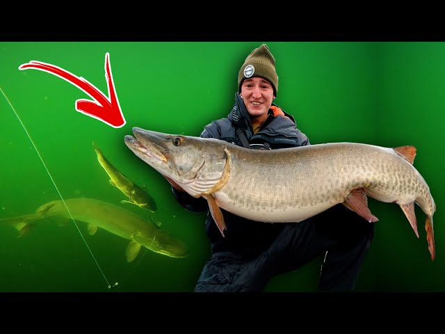 MEGA Musky CAUGHT (Underwater Footage!) 