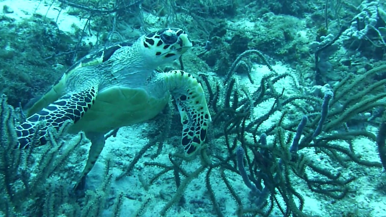Turtle Taking Off Its Shell Turtle taking off - YouTube
