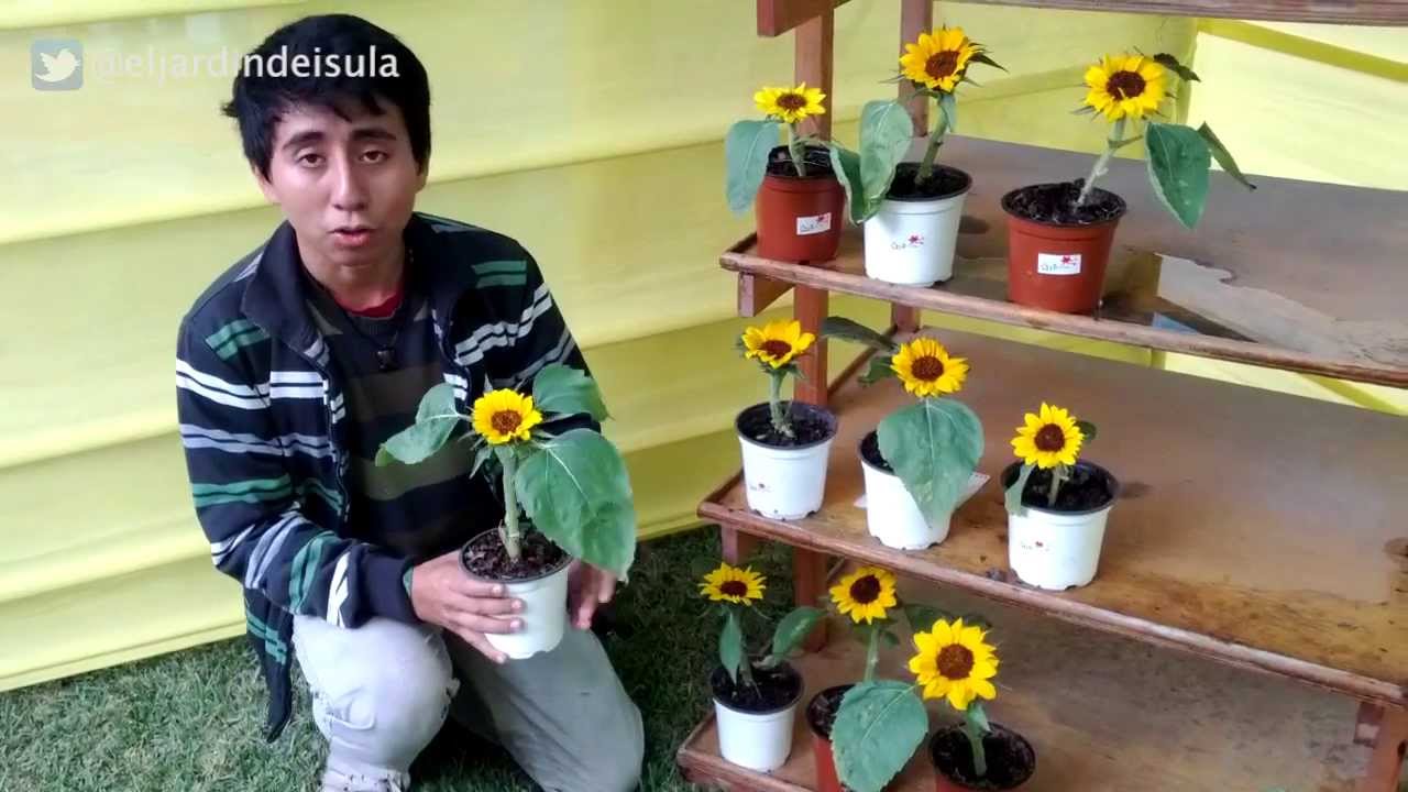 Proyecto de girasoles del grupo GIO - YouTube