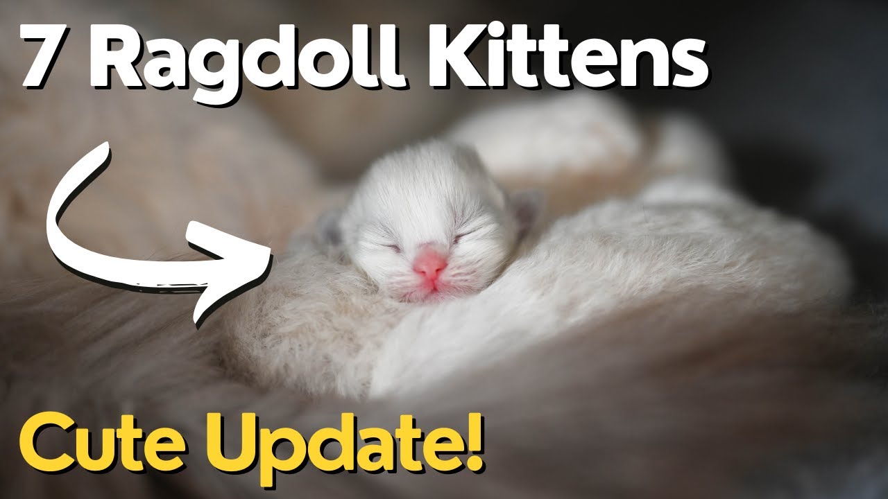 Ragdoll Kittens 1 Week Old 😻 So Cute! - YouTube