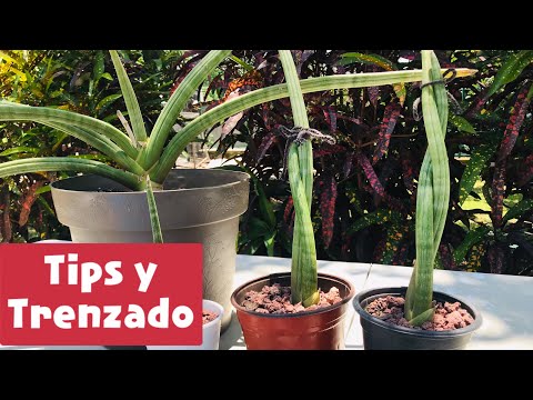 Sansevieria Cylindrica: una suculenta muy fácil de cuidar