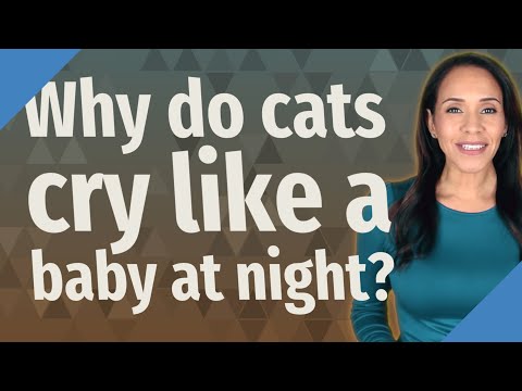 Wideo: Dlaczego kot płacze w nocy?