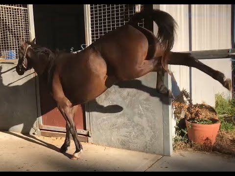 घोडा आंदोलन रेटिंग स्केल HARS मार्गदर्शक तत्त्वे व्हिडिओ