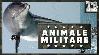 8 Animale Folosite in Armata