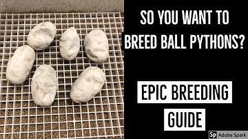 EPIC Ball Python Breeding Guide - PART 1