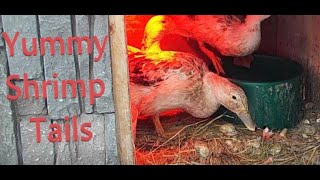 Ducks get Shrimp Tails