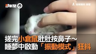 搓揉小倉鼠肚肚再按一下鼻子 牠睡夢中開啟「震動模式」狂抖｜寵物鼠｜睡覺｜抖動