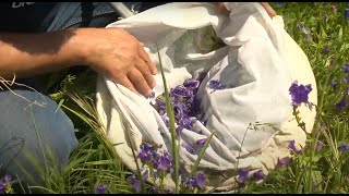 Collecting And Releasing Biocontrol For Patersons Curse