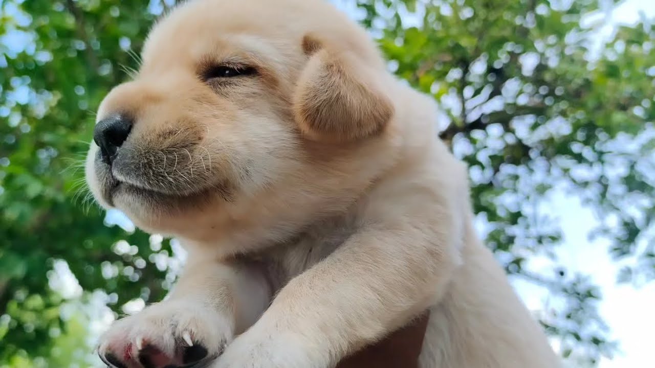 😂 Dog Speaking 🗣️ #18 Day's Old Labrador puppy 🐕#labrador #dogbreed # ...