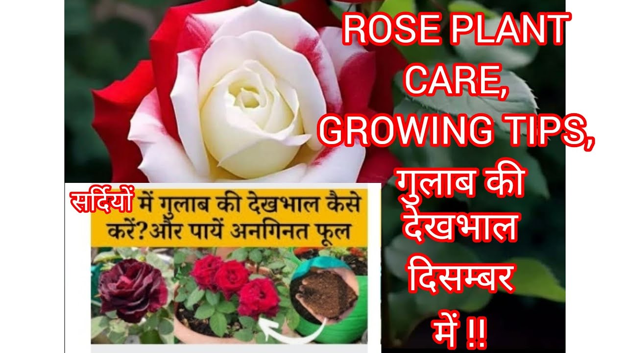 🟢🌹ROSE PLANT CARE, GROWING TIPS, SAVE ROSE PLANT / GULAB KI CARE