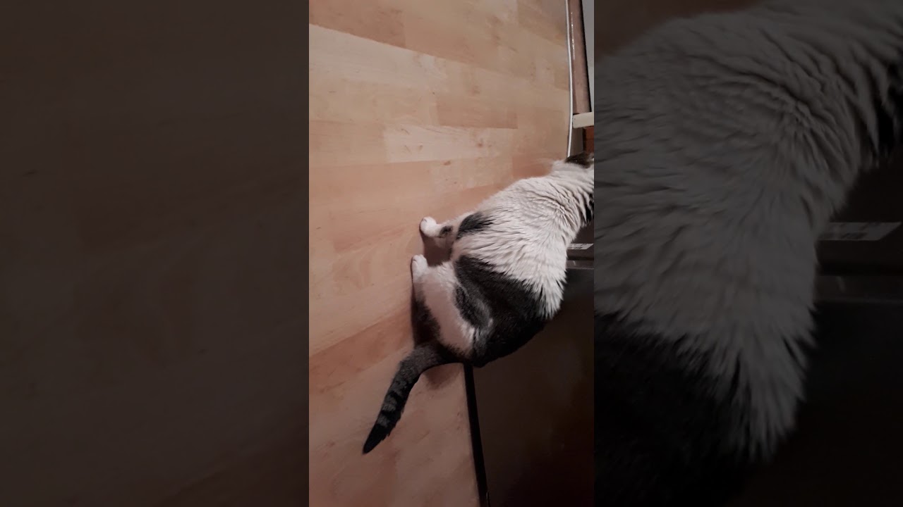 Cat after surgery 