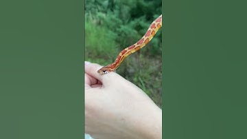 Thumbnail of ‼️HARMLESS, NONVENOMOUS CORN SNAKE. Bites are often dramatized by the media! Didn’t even break skin!