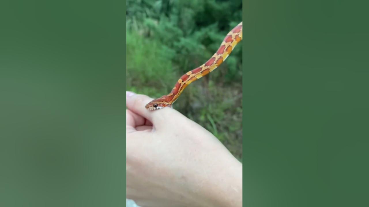 ‼️HARMLESS, NONVENOMOUS CORN SNAKE. Bites are often dramatized by the media! Didn’t even break skin!
