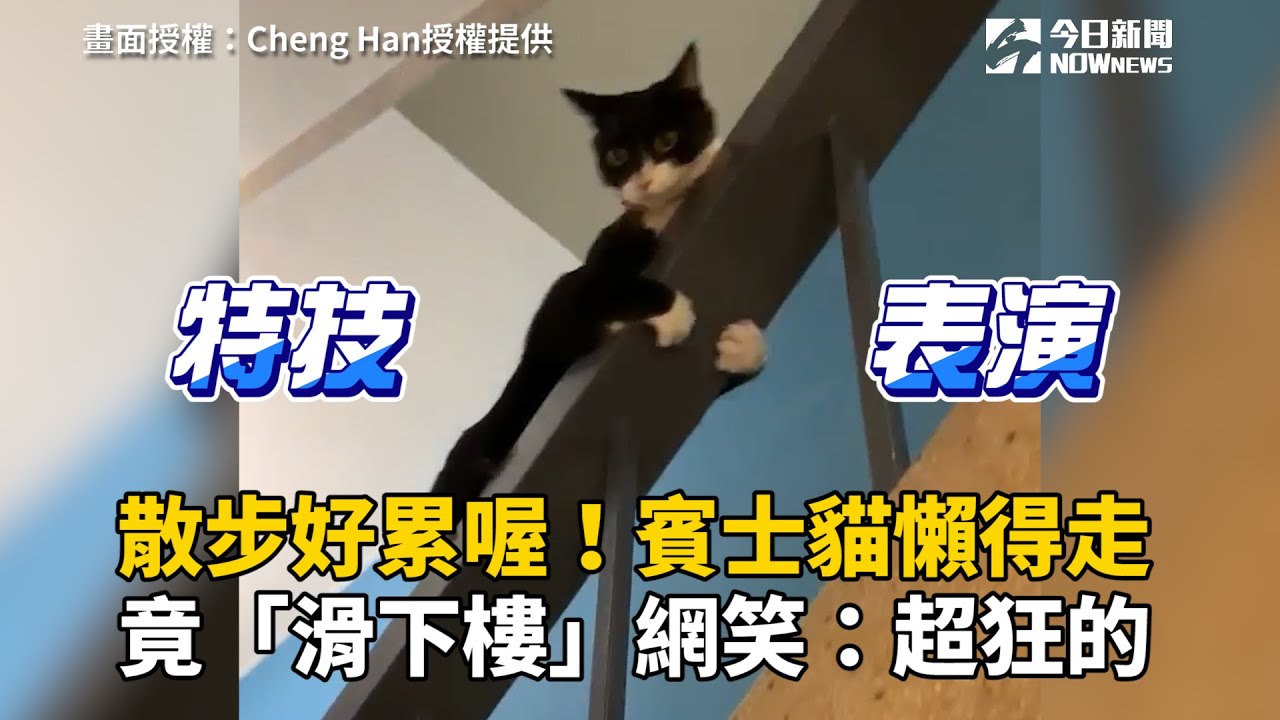 散步好累喔！賓士貓懶得走　竟「滑下樓」網笑：超狂的
