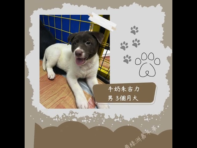 Candy@nomore9to6hk - KAS - 慈善義賣狗狗領養日
介紹狗狗影片:)