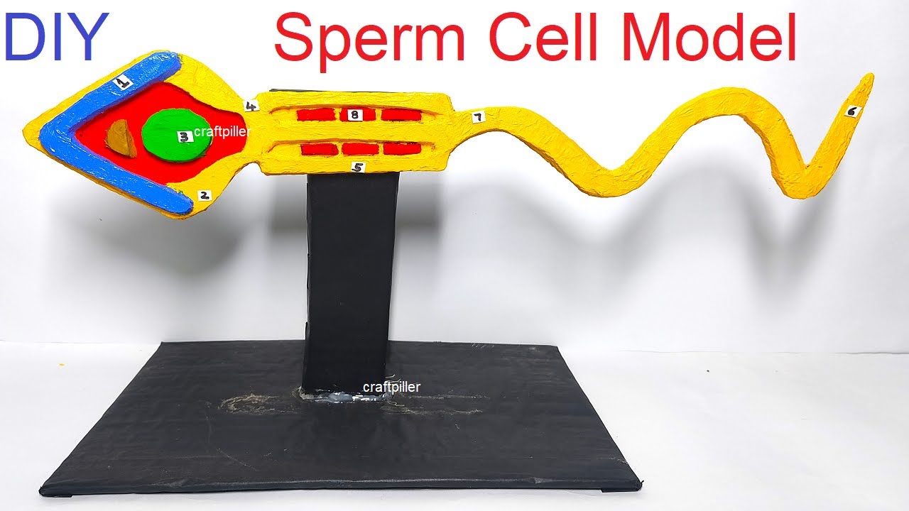 Sperm Model