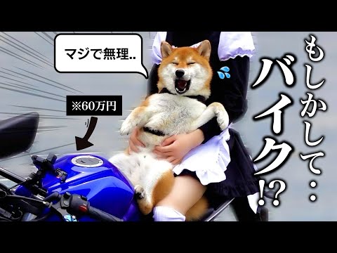 Don T Get Violent While Driving Here S The Reaction Of Koma Chan The Shiba Inu To Riding A M