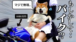 「運転中に暴れるな。」初めてバイクに乗った柴犬こまちゃんの反応がこちらwww