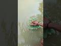 কতোগুলো পাতা লাগবে 😱 #minivlog #shorts #youtubeshorts