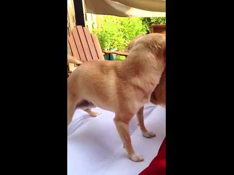 chihuahua twerking