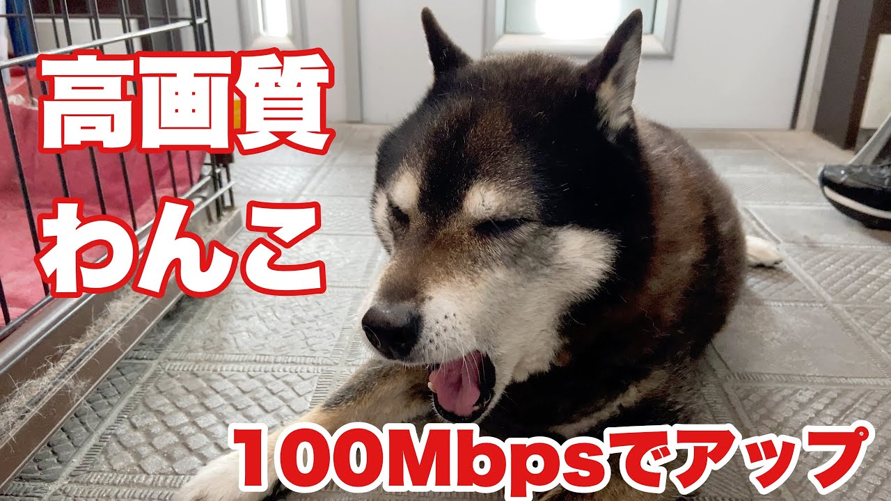 21年6月1日 Lumafusion Filmicpro 高画質 ワンコ 100mbpsでアップ Youtube