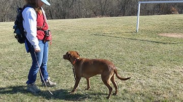 Up Down Pattern with Obi (dog in the background)