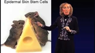 Nuclear Transfer Research - Elaine Fuchs (Rockefeller/HHMI)