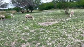 Sheep in springtime by Gulf Breeze Alpaca Ranch & Lodging 125 views 1 year ago 35 seconds