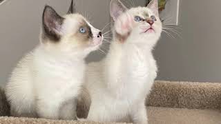Ragamese (Ragdoll & Siamese) kittens
