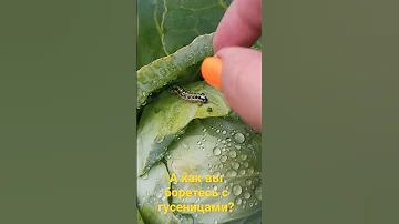 Как избавиться от гусениц🐛