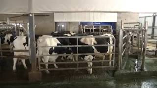 VMS Robotic Milking System - JTP Farms - Flexibility