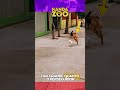 Ele mexeu com o cão  ERRADO! 🐕🔥 #cachorro #shorts #animais
