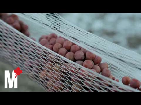 The making of ice wine