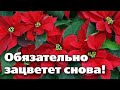 СЕКРЕТЫ ВЫРАЩИВАНИЯ РОЖДЕСТВЕНСКОЙ ЗВЕЗДЫ - ПУАНСЕТТИИ.  Это цветок на долгие годы!