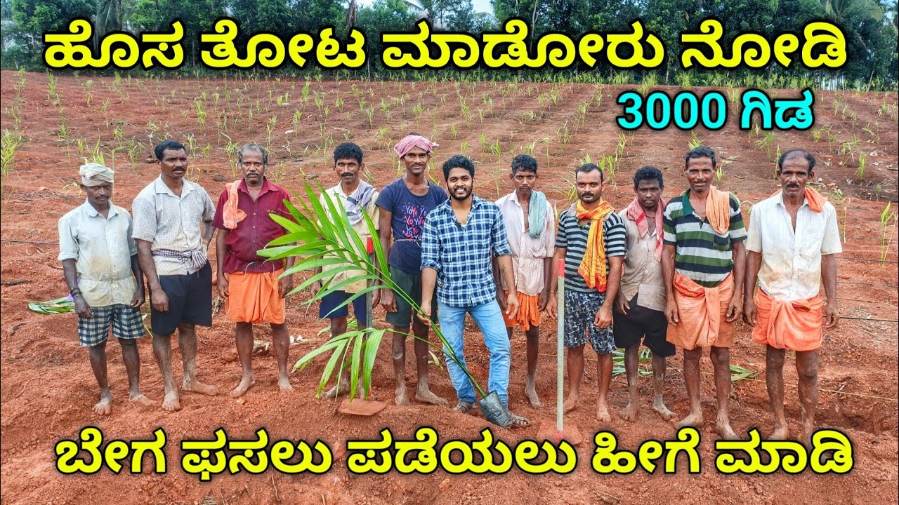 ಅಡಿಕೆ ಗಿಡಗಳನ್ನು ನಾಟಿ ಮಾಡುವ ಸರಿಯಾದ ವಿಧಾನ. ಹೀಗೆ ಮಾಡಿದರೆ ಬೇಗ ಬೆಳವಣಿಗೆ ಆಗುತ್ತದೆ.