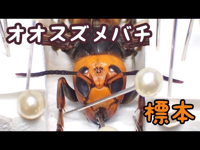 オオスズメバチ　♂ 立体標本