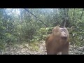 Several rare species captured on camera traps in Khao Sok National Park