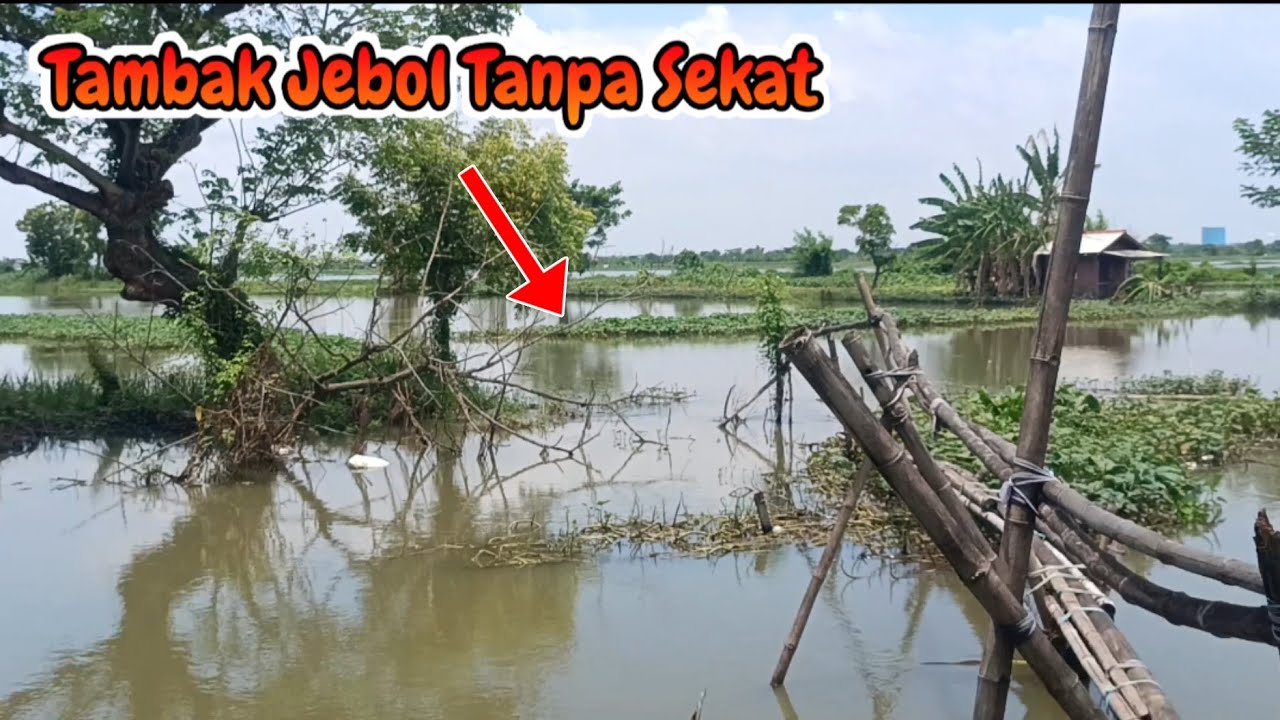 Mancing Dekat Tambak Jebol Positif Panen Ikan 
