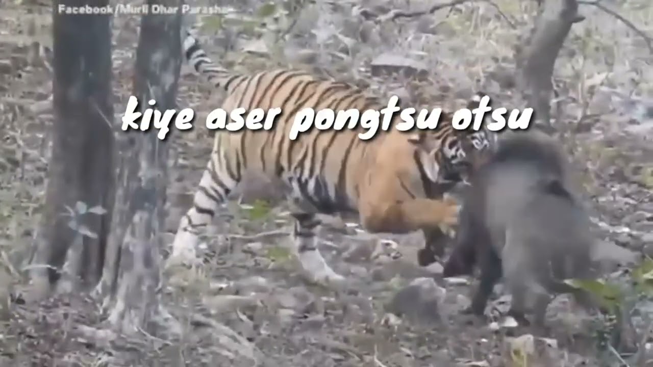 Kiye aser pongtsu otsu