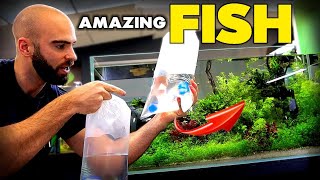 Adding *FEATURE FISH* to ASIAN FISH AQUARIUM | MD Fish Tanks