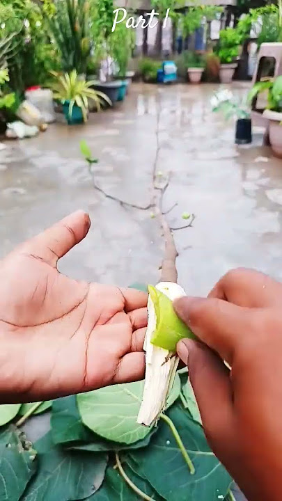 From Fig Cutting to Thriving Anjeer Plant: The Ultimate Guide #shorts