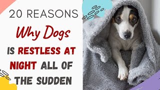 Why Is My Dog Restless at Night All of a Sudden (20 Reasons Explained)