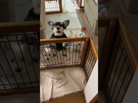 ウエストハイランドホワイトテリア ウエスティは残りこの子だけ!早い者勝ち!