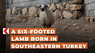 A six footed lamb born in southeastern Turkey