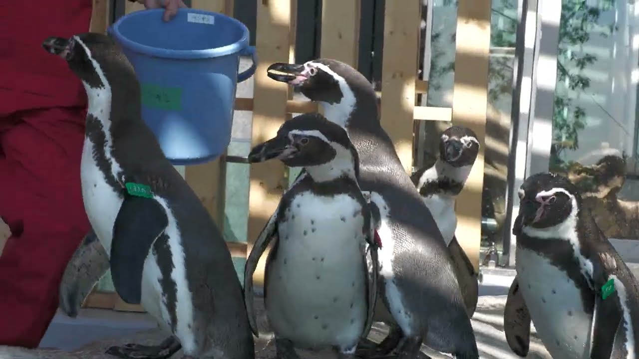 空辺の庭 Skyside Garden／フンボルトペンギン (アトア átoa) 2021年10月30日