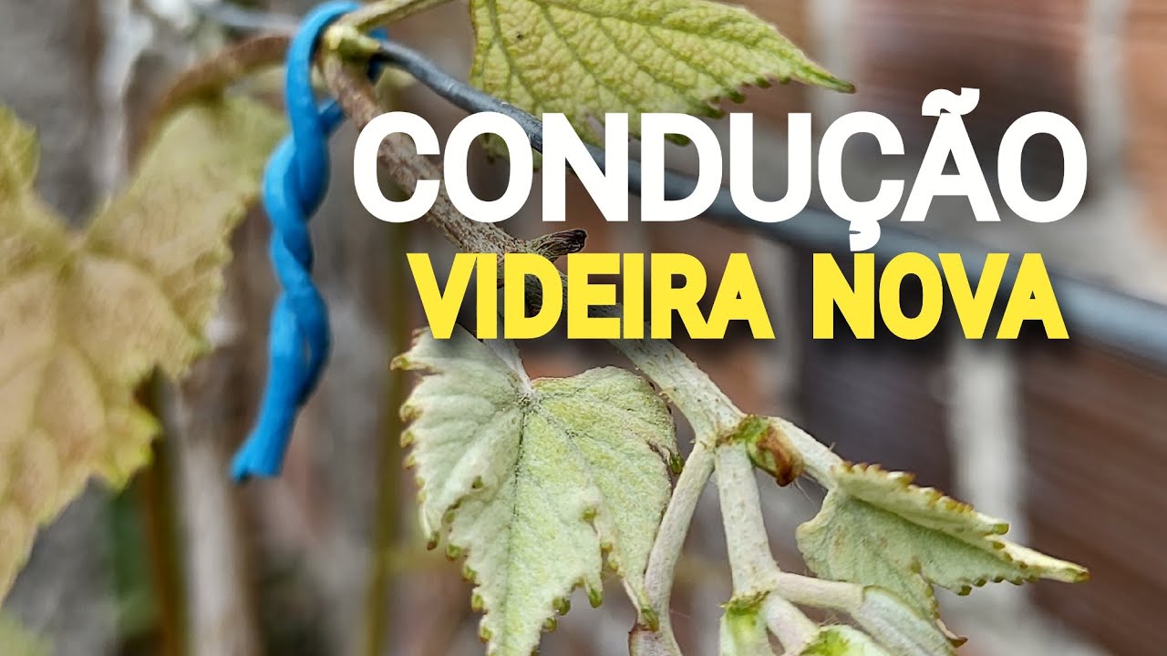Como CONDUZIR uma muda de Uva nova 🤔