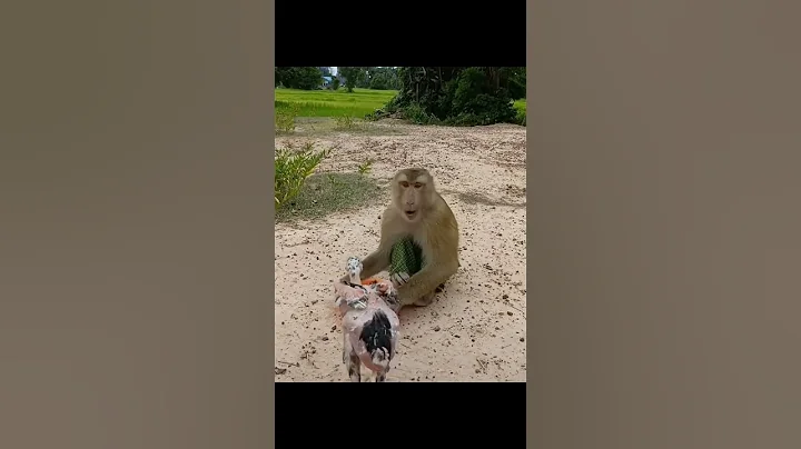 Chicken 🐔 and monkey 🐒 #youtubeshorts #shortsfeed #short