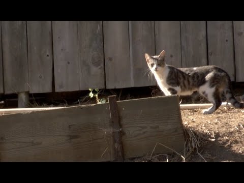 Will the humane society pick up stray cats?