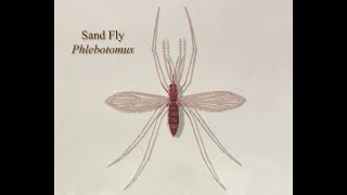 "SandFly" или Песчаная муха